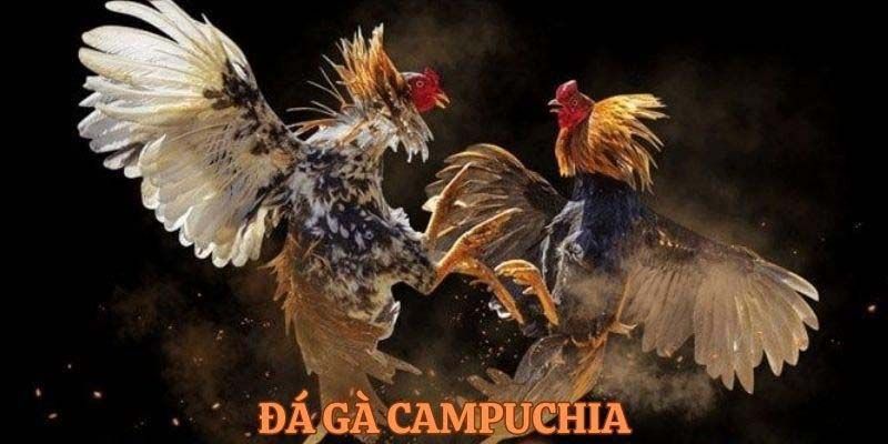 Đá gà Campuchia là hình thức giải trí rất được yêu thích