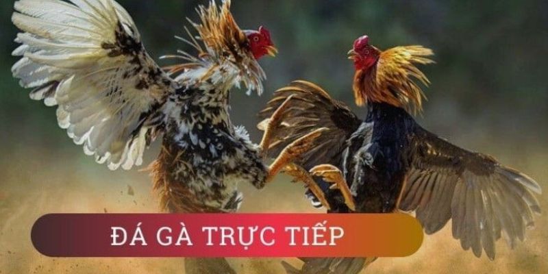 Tổng hợp ưu điểm khiến sư kê nên tham gia cược tại đây